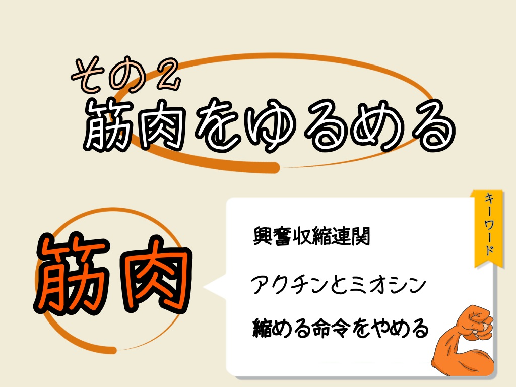 硬い筋肉を緩める方法は興奮収縮連関という筋肉の収縮の仕組みから もと接骨院 市川